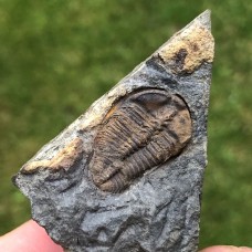 Ctenocephalus coronatus